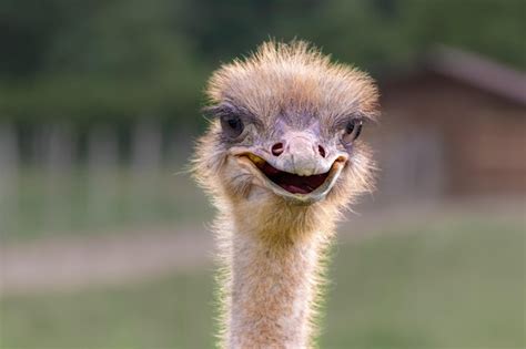 Premium Photo Portrait Of A Funny Ostrich Outdoors