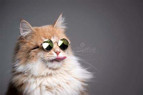 Cat Wearing Sunglasses Relaxing Stock Image Image Of Portrait Happy