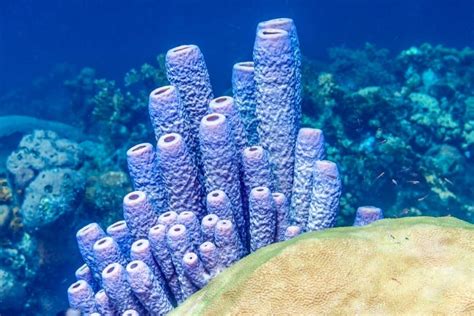 Porifera Phylum Of The Almost Indestructible Sponges Earth Life