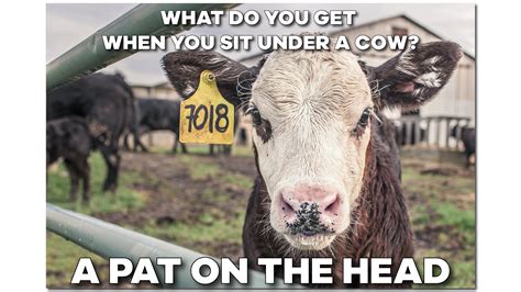 Funny Cow Memes Page 7 Of 62 Entegra Signature Structures
