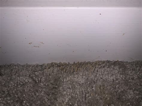 Is This Bed Bug Debrisbed Bug Related Rbedbugs