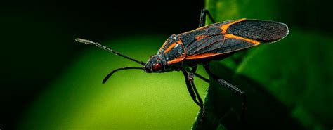 They will usually seek shelter in and around houses your search for best product for boxelder bugs will be displayed in a snap. What Do Boxelder Bugs Eat? Boxelder Beetles Diet Guide ...