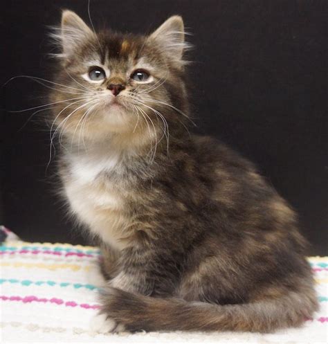 Ragdoll Kittens For Sale In Houston Texas