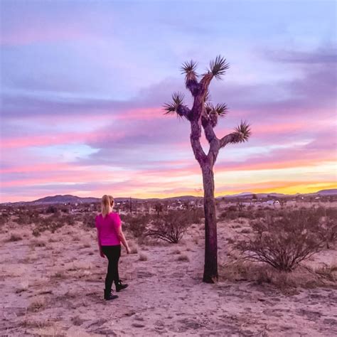 Best Time To Visit Joshua Tree National Park Rock A Little Travel