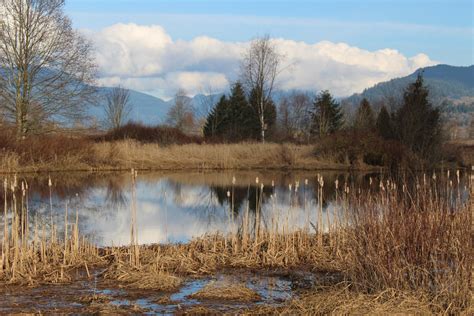 Free Images Landscape Tree Nature Grass Marsh Swamp Wilderness