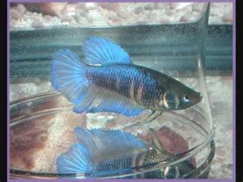 Encourage the male to build a bubble nest. Learn Betta Fish Breeding or Mating - YouTube