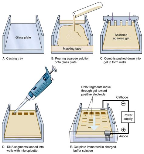 Electrophoresis Overview Principles And Types Microbiology Notes