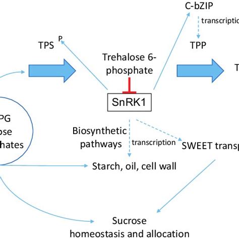 A Summary Of The Trehalose Biosynthetic Pathway And Its Role In Download Scientific Diagram