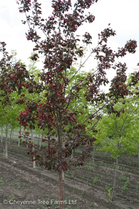 Crabapple Royalty Flowering Cheyenne Tree Farm Trees Shrubs