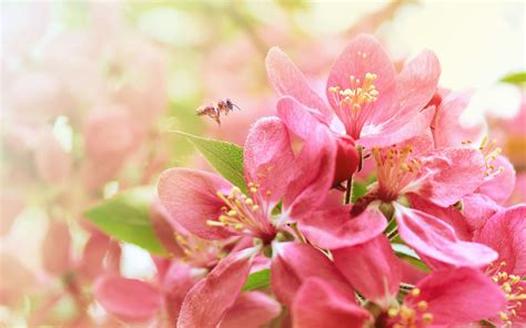 Pink Apple Flowers Macbook Air Wallpaper Download Allmacwallpaper