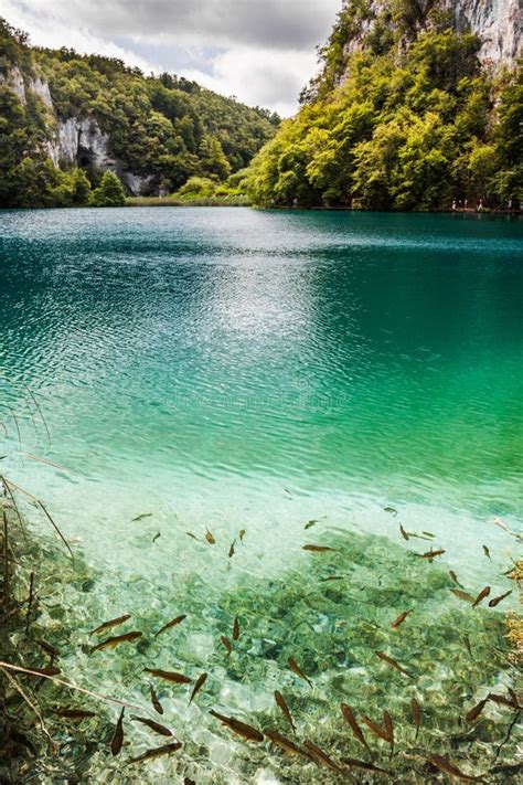 School Of Fish In Plitvice Lakes In Croatia Stock Photo Image Of