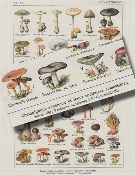 French Mushroom Print A Printable Digital Download No 890 Etsy