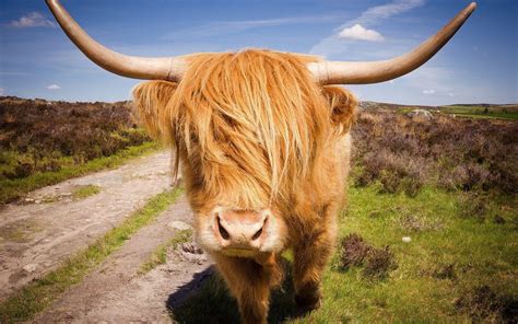 Highland Cow Wallpapers Top Free Highland Cow Backgrounds