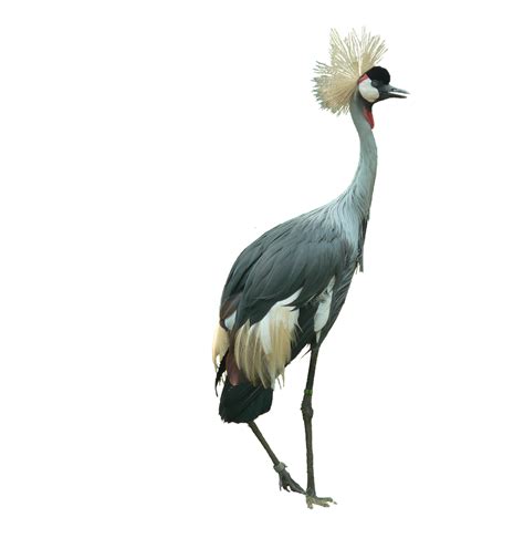Crowned Crane Bird Cutout · Free Photo On Pixabay