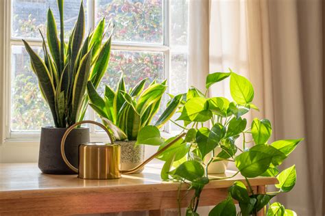 Your Guide To The Best Indoor Plants For Apartments Landing