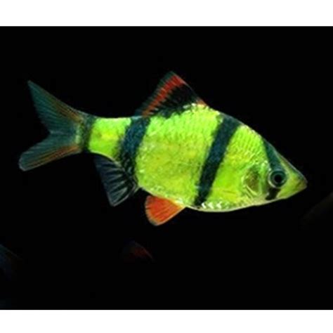 Neon Green Tiger Barb Fish Single