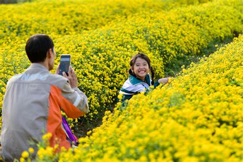 Ngắm Cánh đồng Hoa Cúc Vàng Rực Tại Hưng Yên