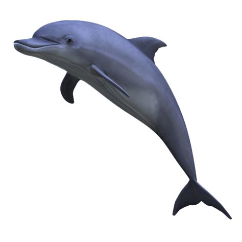 Clipart Dolphin Side View Clipart Dolphin Side View