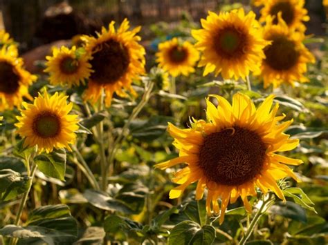 Sunflower Field Free Stock Photo Public Domain Pictures