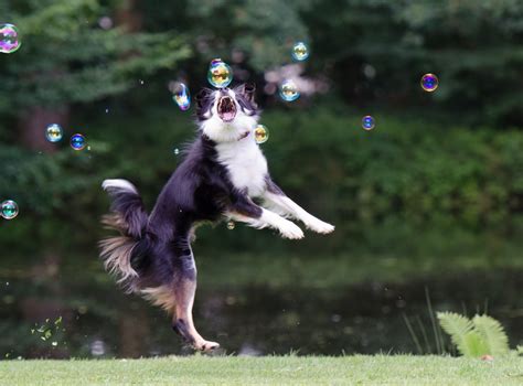 Fotos Gratis Perro Juguetón Border Collie Vertebrado Burbujas De