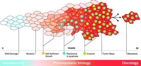 The Genesis Of Cancer Cancer Exists On A Continuum Mutations Arise As