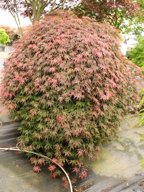 Acer Palmatum Orangeola Japanese Maple Conifer Kingdom
