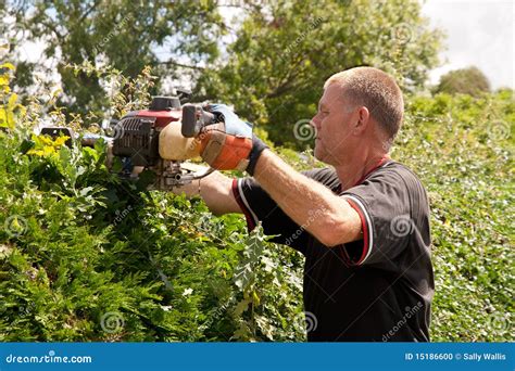 Man Trimming Hedge With Motorised Cutter Stock Photo Image Of