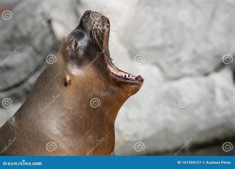 Mouth And Teeth Of An Adult Sea Lion Stock Image Image Of Wildlife