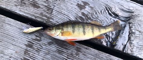 Perch Fishing 101 How To Catch Yellow Perch The Wild Provides