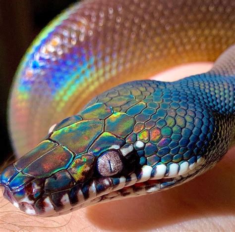 White Lipped Python Iridescence On Scales Rnatureismetal