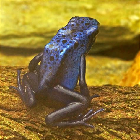 Rare Blue Poison Dart Frog The Rare Blue Poison Dart Frog Flickr