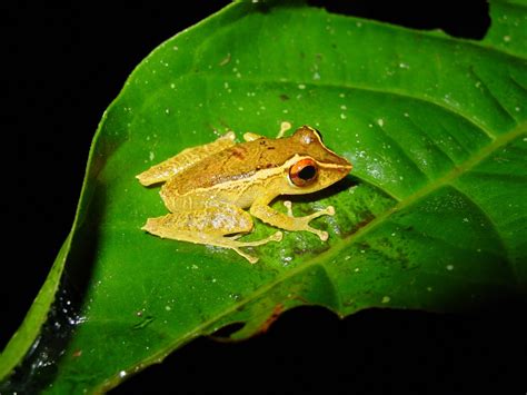 A Few Species Of Frogs That Vanished May Be On The Rebound The New