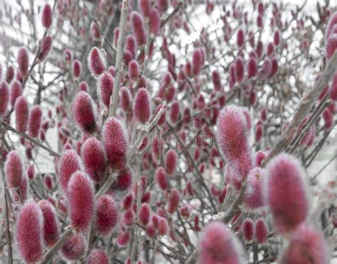 245 Catkins Frame Willow Stock Photos Free And Royalty Free Stock