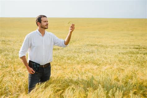 Agronomist Farmer Is Inspecting Ripening Ears Of Wheat In Field In Warm