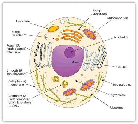 Simple Animal Cell Drawing At Explore Collection