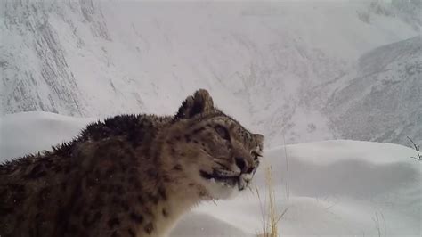 Rare Snow Leopards Caught On Camera In Nw China Cgtn