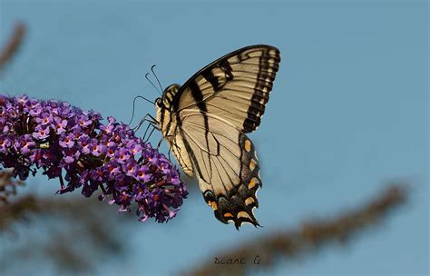 Swallowtail Photograph By Diane Giurco Fine Art America