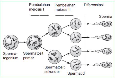 Proses Spermatogenesis Dan Oogenesis Pengertian Gametogenesis