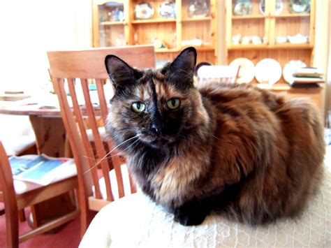 Tortoiseshell Cat Wikipedia