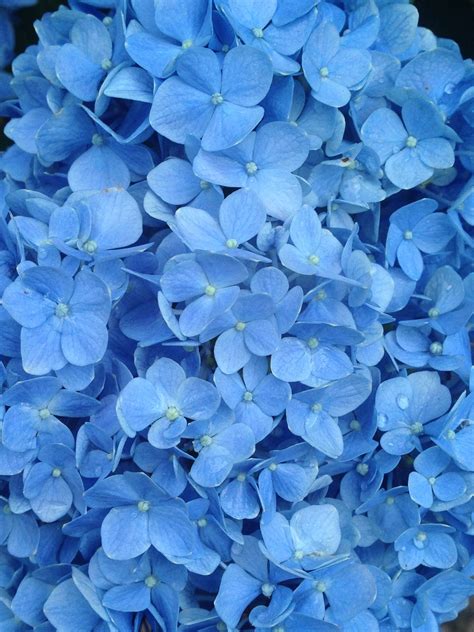 #dryflowers #flowers #pink #pastel #pastelaesthetic #inspiration #mood. 🖤 Pastel Blue Aesthetic Flowers - 2021