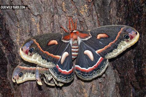 Cecropia Moth The Life Cycle Of The Largest Moth In North America
