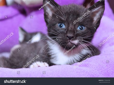 Adorable Black White Kitten Stock Photo 770004598 Shutterstock