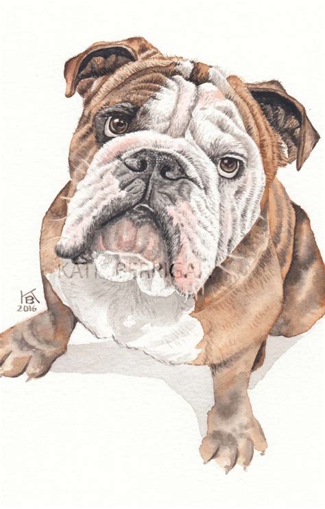 Bulldog English Bulldog Art Pet Paintings Dogs Bulldog Drawing