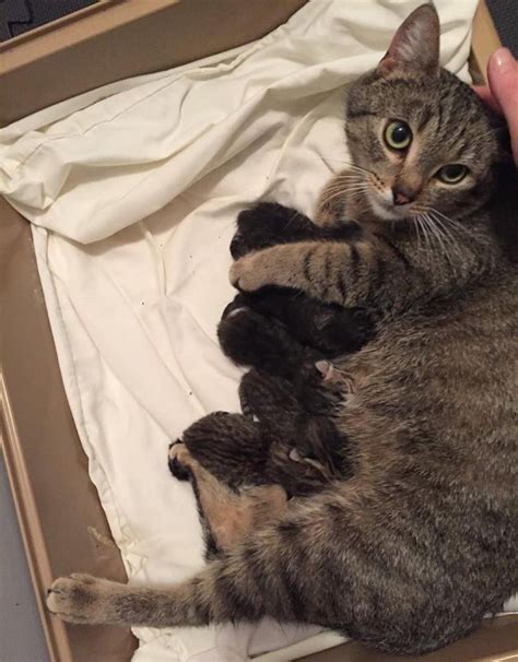 A Pregnant Stray Cat Befriended A Good Samaritan Who Started Feeding
