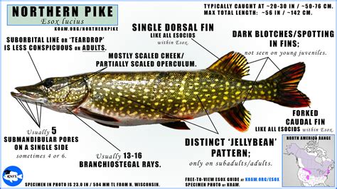 Northernpike — Koaw Nature