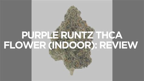 Purple Runtz Thca Flower Indoor Guide Harbor City Hemp