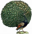 Fabulous Free Public Domain Peacock Image! - The Graphics Fairy