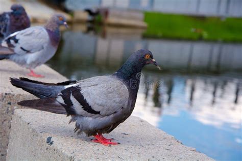 The Pigeons In The Park Stock Image Image Of Rainbow 75201477