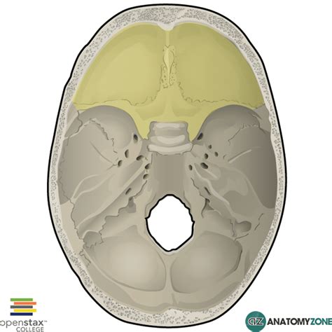 Anterior Cranial Fossa Anatomyzone