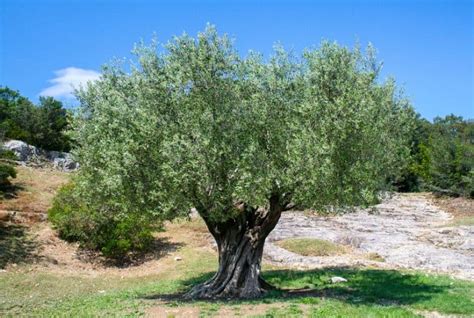 Are Tea Olive Tree Roots Invasive Conserve Energy Future